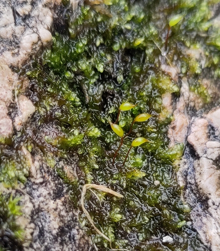 Rhynchostegium murale, 2026-10-24