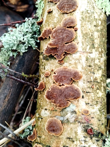 Hydnoporia tabacina observed 2026-10-25