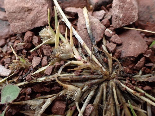 Sporobolus schoenoides, 2026-10-25