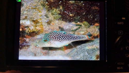 Canthigaster margaritata observed 2026-10-25