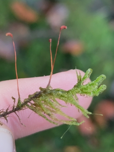 Sanionia uncinata observed 2026-10-24