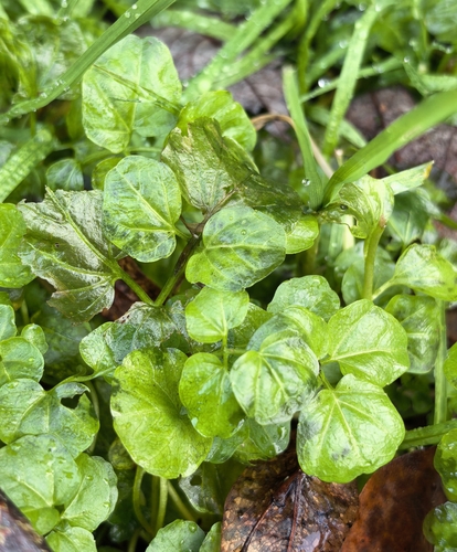 Cardamine amara, 2026-10-25