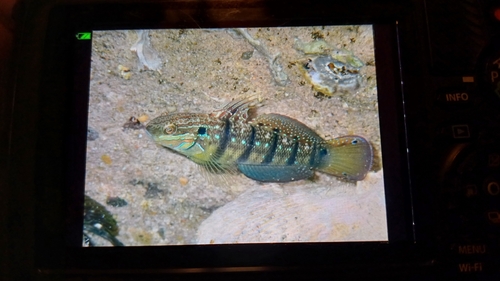 Amblygobius albimaculatus observed 2026-10-25