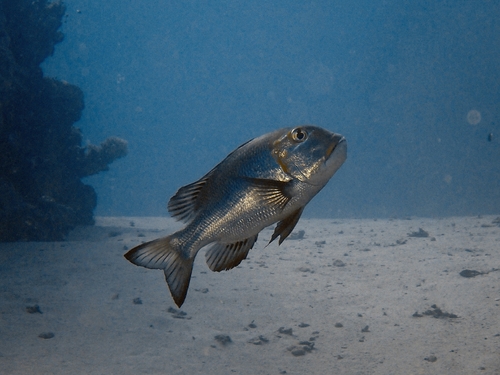 Monotaxis grandoculis observed 2026-10-25