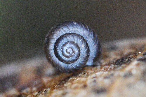 Paralaoma servilis observed 2026-10-24