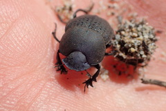 Epirinus flagellatus