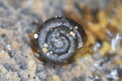 Paralaoma servilis observed 2026-10-24