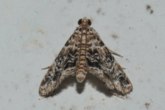 Elophila difflualis