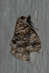 Elophila difflualis