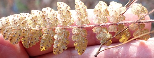 Woodsia ilvensis observed 2026-10-24
