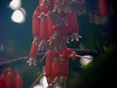 Psammisia guianensis