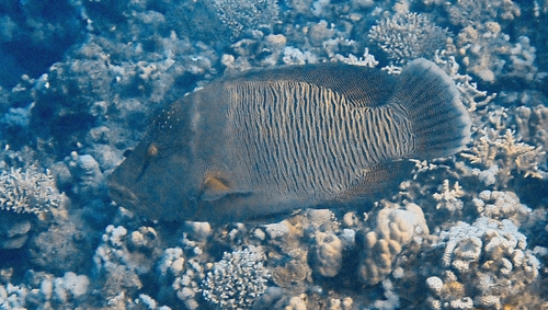 Cheilinus undulatus observed 2026-10-25