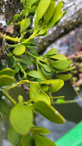 American Mistletoe
