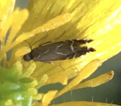 Glyphipterix simpliciella