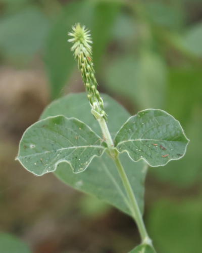 Achyranthes aspera observed 2026-10-25