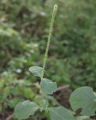 Achyranthes aspera observed 2026-10-25