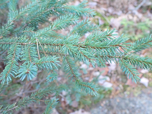 Picea mariana observed 2026-10-24