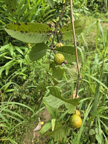 Psidium guajava observed 2026-10-25