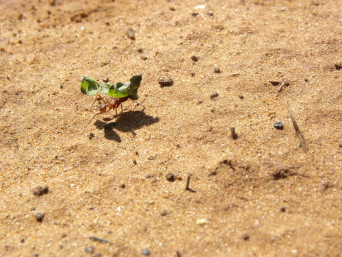 Texas leafcutter ant