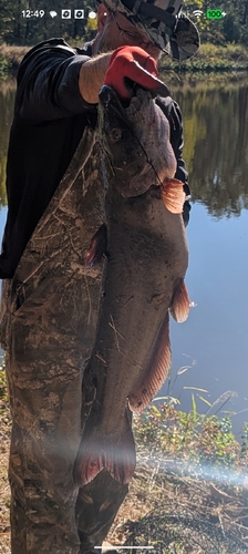 Channel Catfish