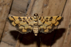 Glycythyma chrysorycta