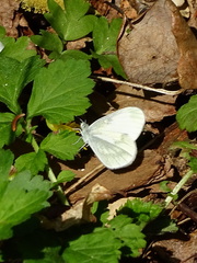 Leptidea juvernica