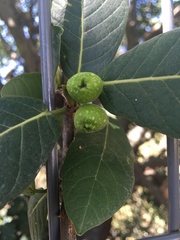 Ficus septica