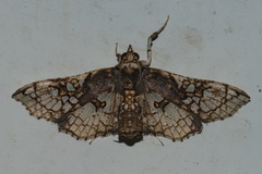 Omphisa
