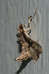 Omphisa