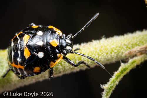 Harlequin Bug