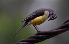 Motacilla flaviventris