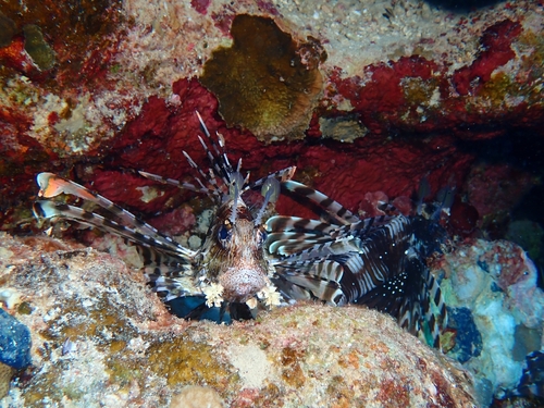 Pterois observed 2026-10-25