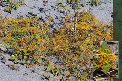 Cuscuta australis cesatiana