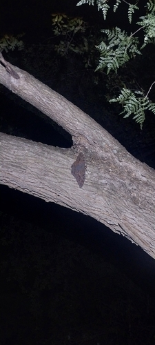Polilla Bruja