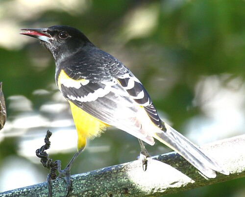 Scott's Oriole