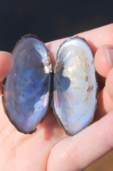 Sagittunio subrostratus