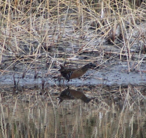 Virginia Rail