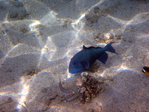 Pseudobalistes fuscus observed 2026-10-14