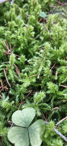 Hylocomiadelphus triquetrus observed 2026-10-25