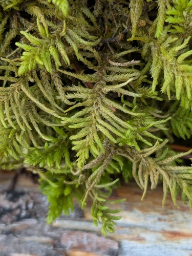 Abietinella abietina observed 2026-10-24