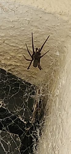 Southern House Spider