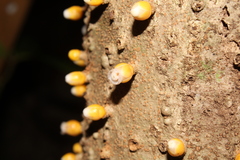 Apodanthes caseariae