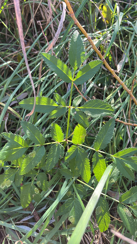 Angelica sylvestris observed 2026-10-25