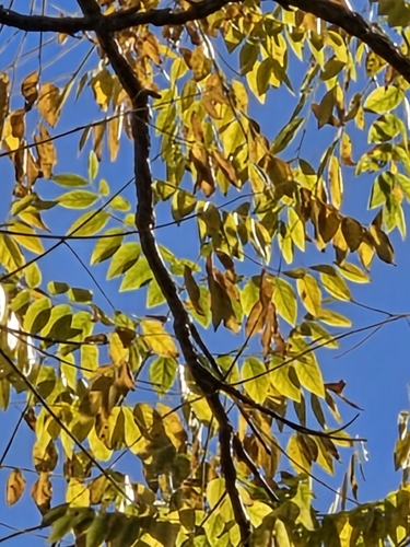 Gymnocladus dioicus, 2026-10-24