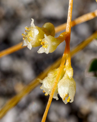 Cuscuta australis cesatiana