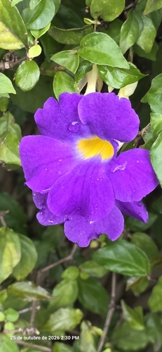 Thunbergia erecta observed 2026-10-25