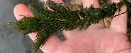 Ceratophyllum demersum observed 2026-10-25