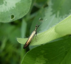 Coleophora deauratella