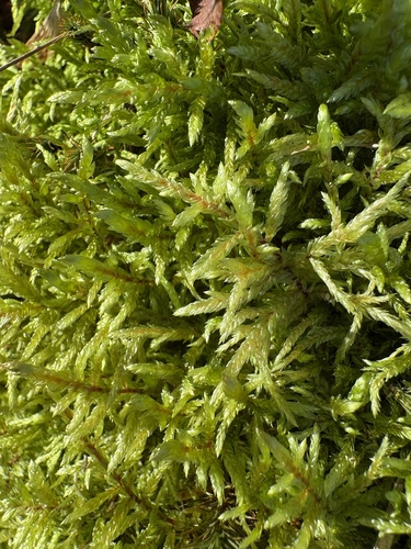 Pleurozium schreberi observed 2026-10-25