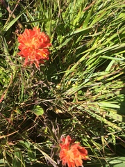Castilleja affinis affinis